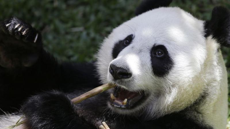 A female giant panda from China named Hu Chun eats bamboo at Taman Safari Indonesia zoo in Bogor, West Java, Indonesia, Wednesday, Nov. 1, 2017.  (Photo: AP)