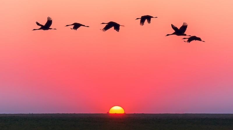 Migrating birds help scientists study how influenza evolves. (Photo: Pexels)