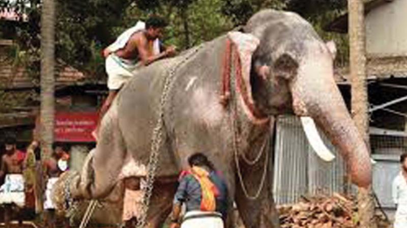 Panel for conserving captive elephants in India