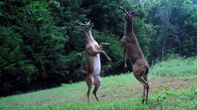 Neither buck wanted to back down. ( Photo: Facebook /Tennessee Wildlife Resources Agency)