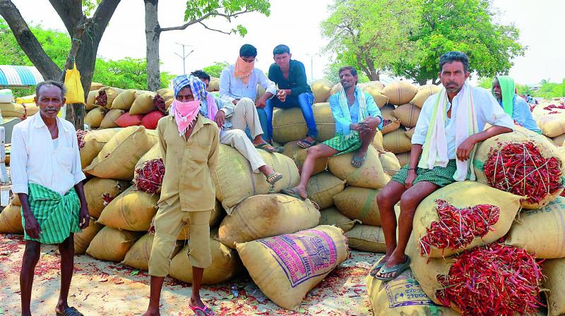 Farmers wait for buyers for their chilli produce at the Enumamula agricultural market yard in Warangal on Thursday.(Photo: DC)