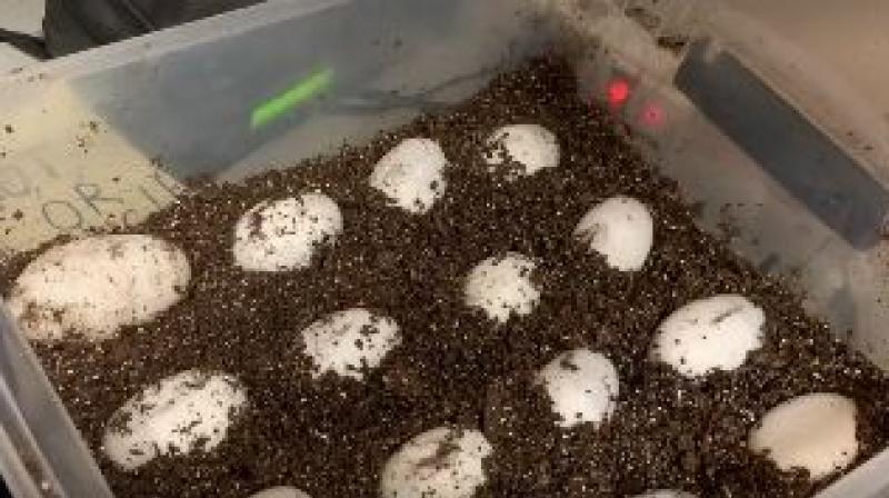 Worldâ€™s first batch of albino alligator eggs laid in Florida