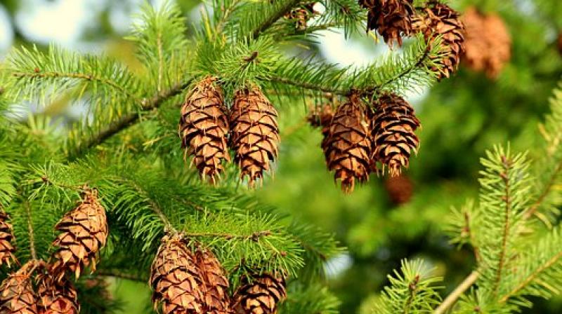 Coniferous plants might soon face extinction due to global warming