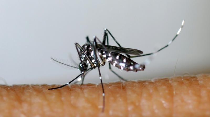 Eradicating mosquitoes becomes easy with this breakthrough technique