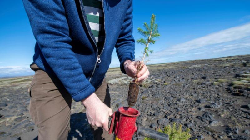 Iceland trying to revive greenery destroyed by Vikings