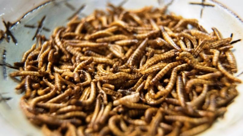 Insect infused delicacies serve as mainstream culinary delight