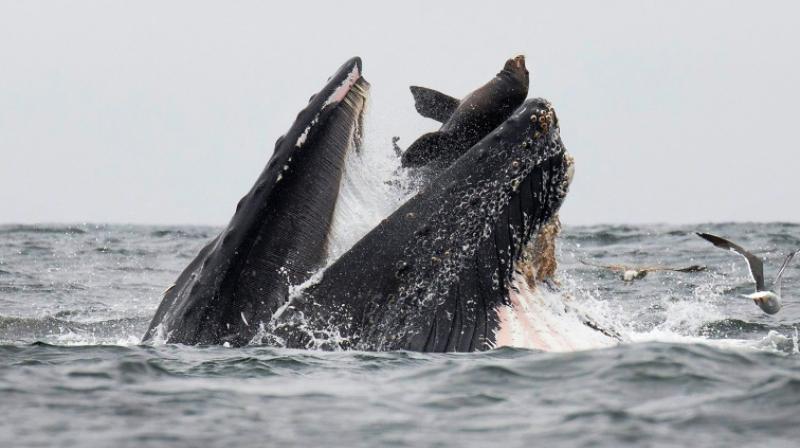 Once in a lifetime moment: Sea lion falling into the mouth of humpback whale