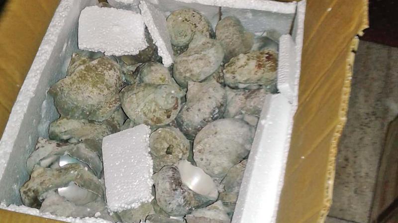 Chennai: 180 green conch shells seized by customs