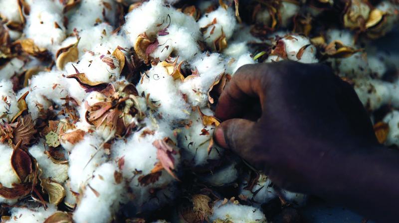 Telangana: Farmers start sowing cotton