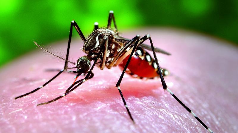 Dengue now a year round phenomenon