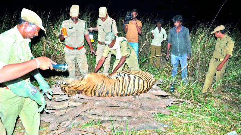 Concerned officials inspect the body of the 18-month-old tiger. (Photo: DC)