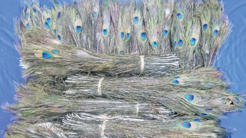 18 kg peacock feathers seized at Chennai airport