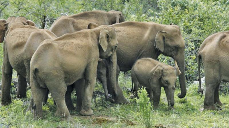 Jumbos in the jungles in Nilgiris. (Photo: DC)