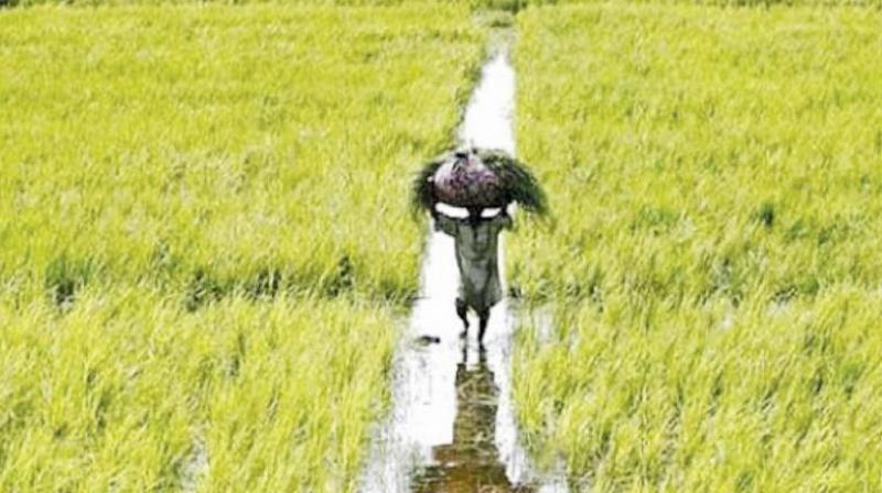 Karimnagar: Only the rich get urea, say farmers