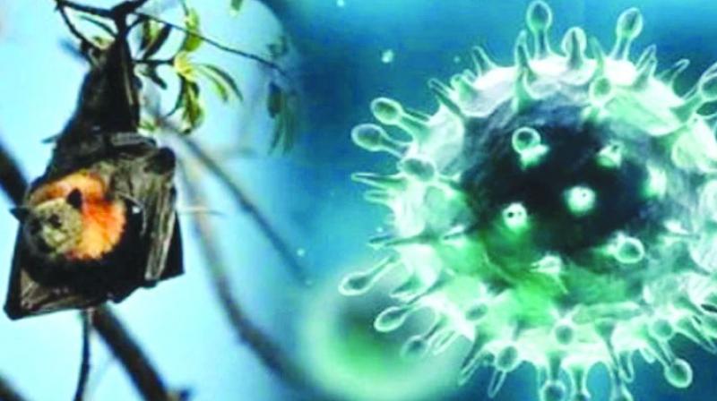 Nipah virus back, student tests positive in Kerala