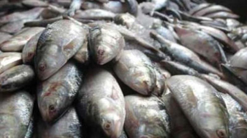 Fish wealth  in Vembanad dwindling