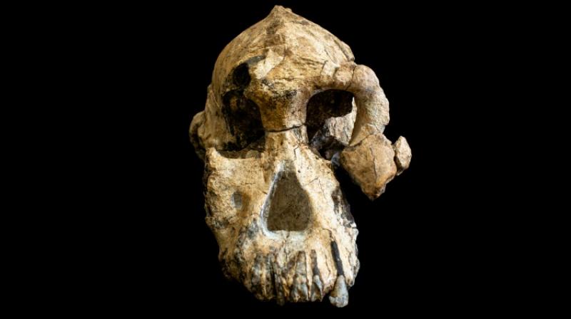 Discovery of early human skull to change understanding of evolution