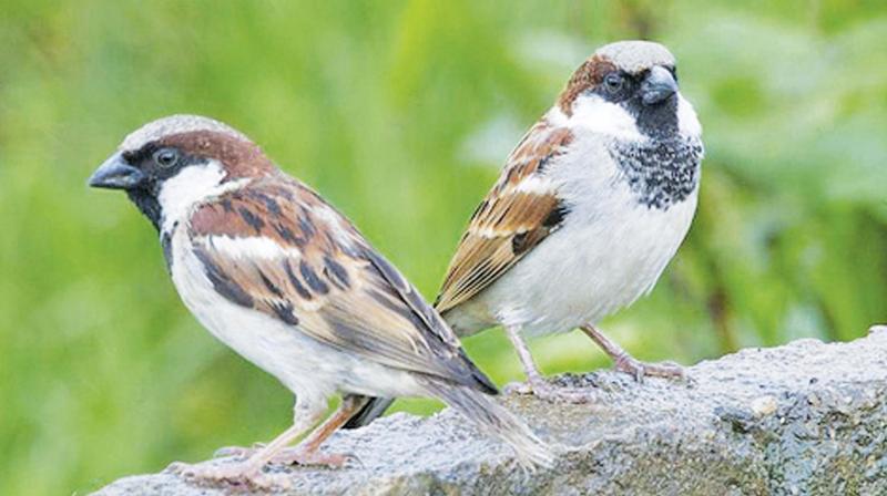 The World Sparrow Day also speaks for many of the common bird species and hence the conservation of the house sparrow and its habitats would also help to save other common biodiversity.