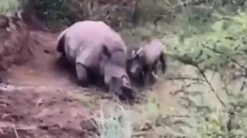 Baby rhino tries to wake its dead mother killed by poachers, see video