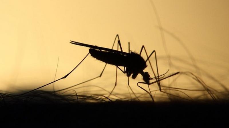 Hyderabad: Anti-mosquito ops go hi-tech