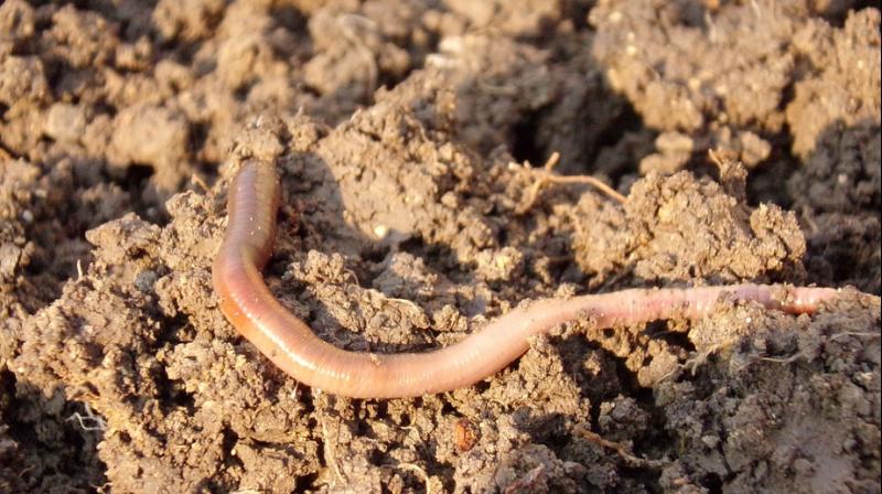 Microplastics are inhibiting earthworm growth, degrading agricultural soil