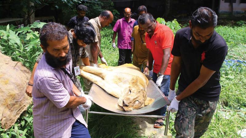 Kerala: Asiatic lioness dies in capital zoo