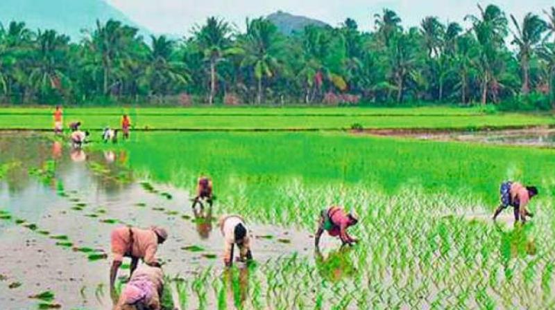 Nizamabad: Farmers in fray begin campaign, demand security