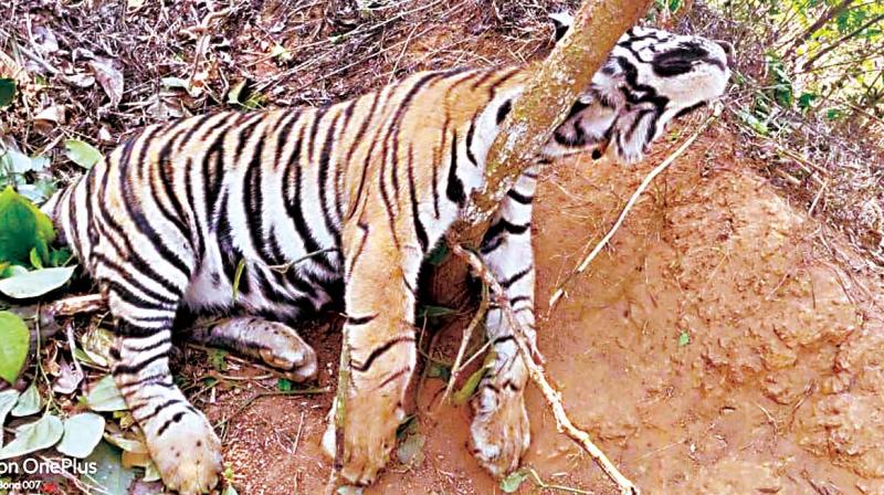 Madikeri: Tiger cub caught in snare dies