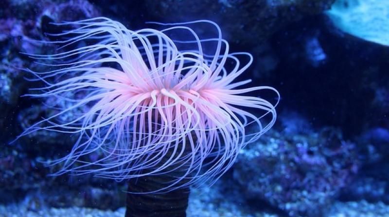 Tiny fragments of plastic in ocean consumed by sea anemones