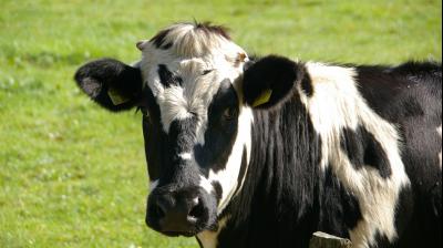 A rare pregnant cow miraculously survived after falling several feet off a cliff in the UK. (Photo: Pixabay)