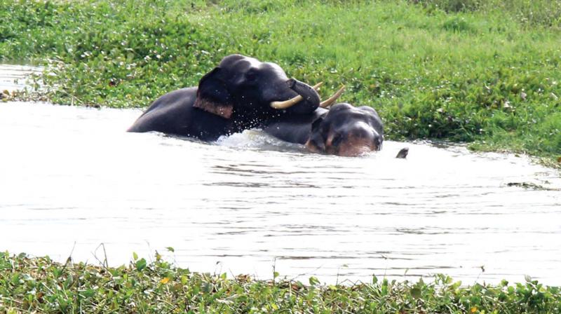 Two tuskers are seen swimming in Parali River on Friday Morning.