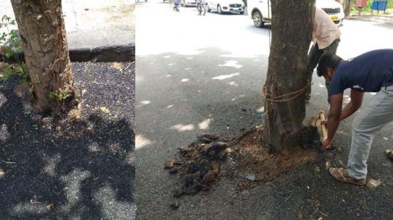 (Left) Asphalt laid over tree roots in Vidyaranyapura. (Right) Tar being removed after residents complained  (Image: DC)