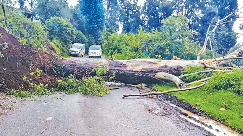 Eucalyptus on roadsides causes havoc in Ooty