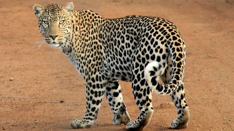 Fake leopard skins used in South Africa to save live cats