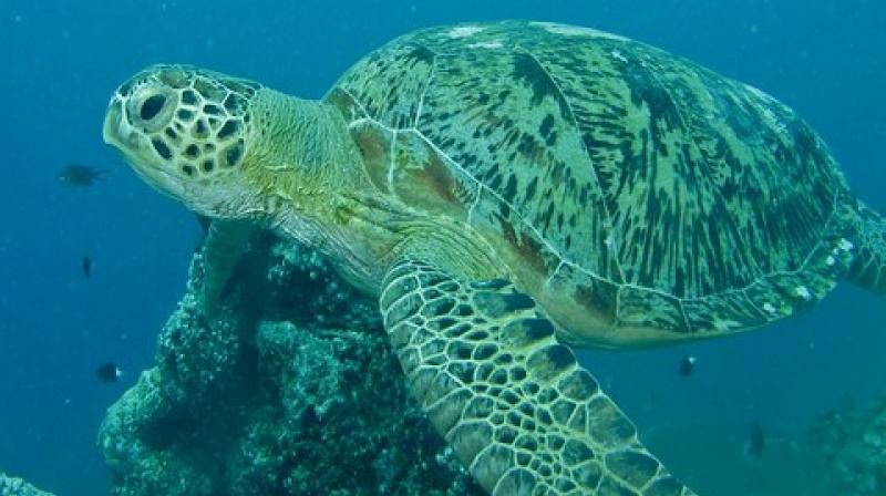 Compared to a baseline of plastic debris on beaches, the plastic we found in these turtles suggests they favour threads and sheets that are black, clear or green. (Photo: ANI)