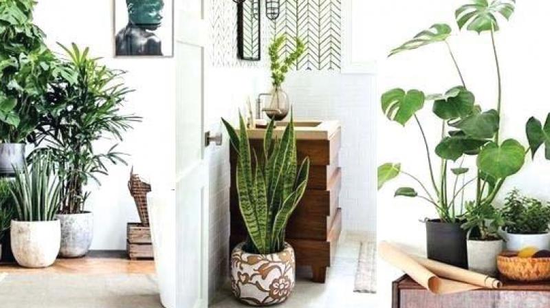 Green additions for a lively Decor