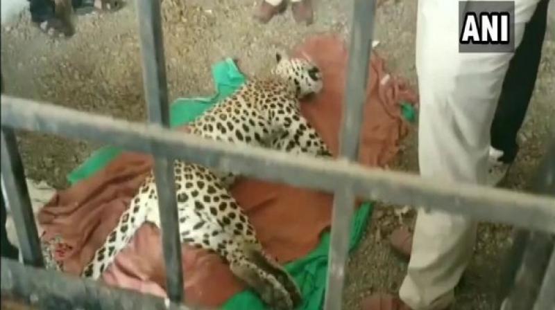 Leopard beaten to death by villagers in Mandsaur district