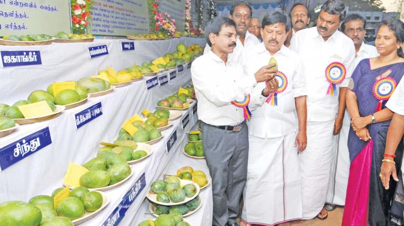 Low key start for mango festival in Krishnagiri