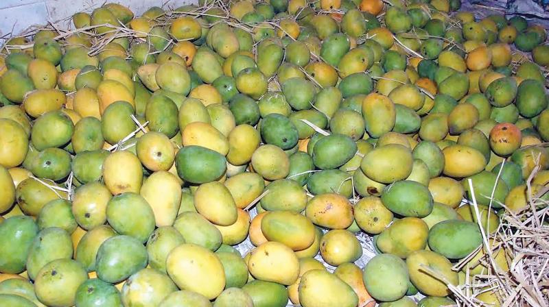 Salem, known for its pulpy and tasty mangoes, is likely to witness a record drop in mango production