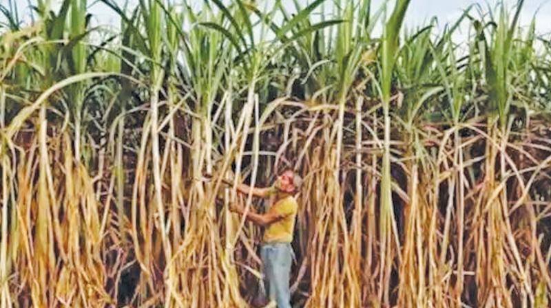 Sugar mills in state in dire straits, seek support package