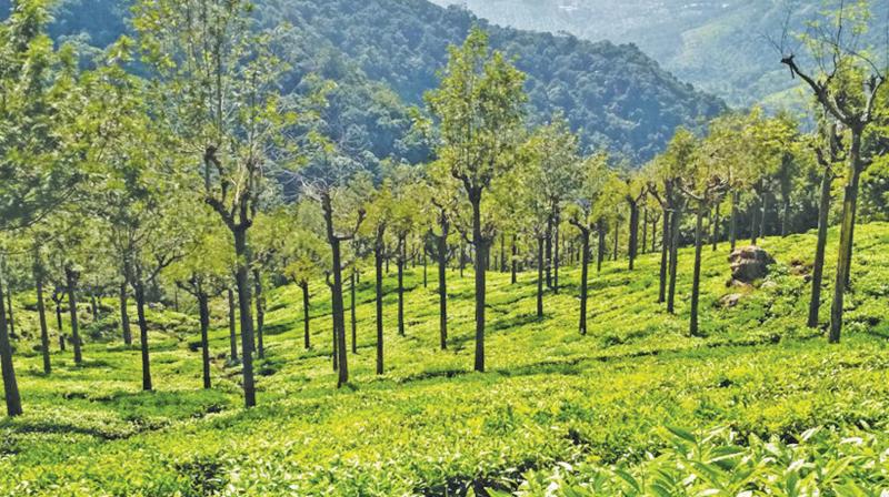 Nilgiris small tea growers oppose RCEP agreement