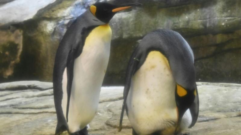 Gay penguins gets chance to become real parents