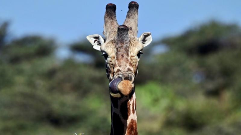 International wildlife trade cause responsible for dwindling giraffe numbers