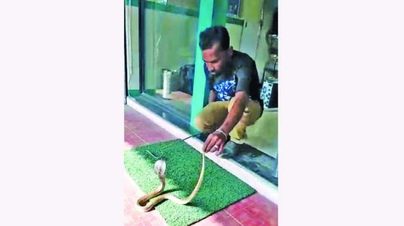 Cobras enter ATMs in Kovai, trigger panic