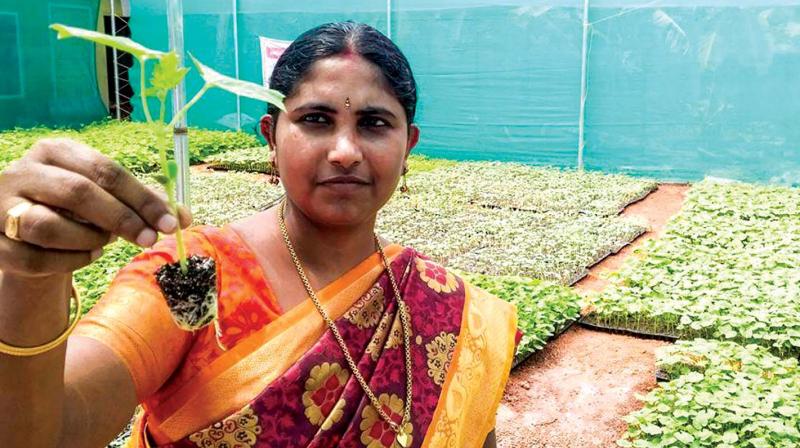 Kanjikuzhy achieves a coup in veg production