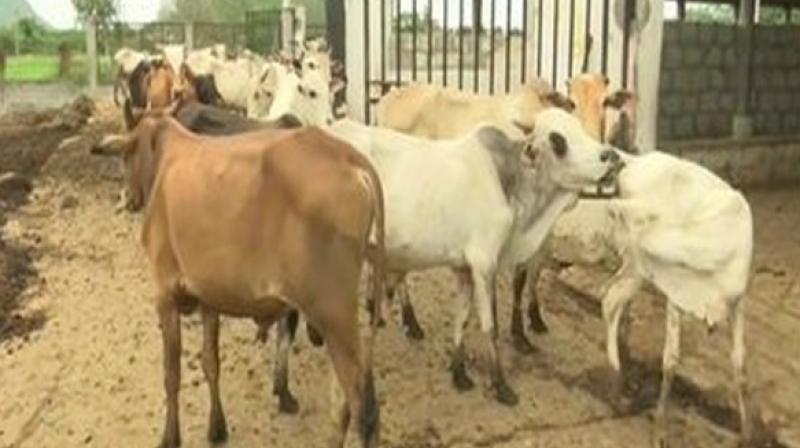 Andhra Pradesh: 98 cows found dead in bovine shelter