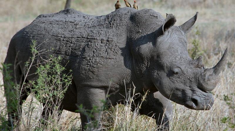 Sigfox, known for building networks that link objects to the internet, has developed sensors able to give the exact location of rhinos using the firms network over a longer period of time. (Photo: Pixabay)