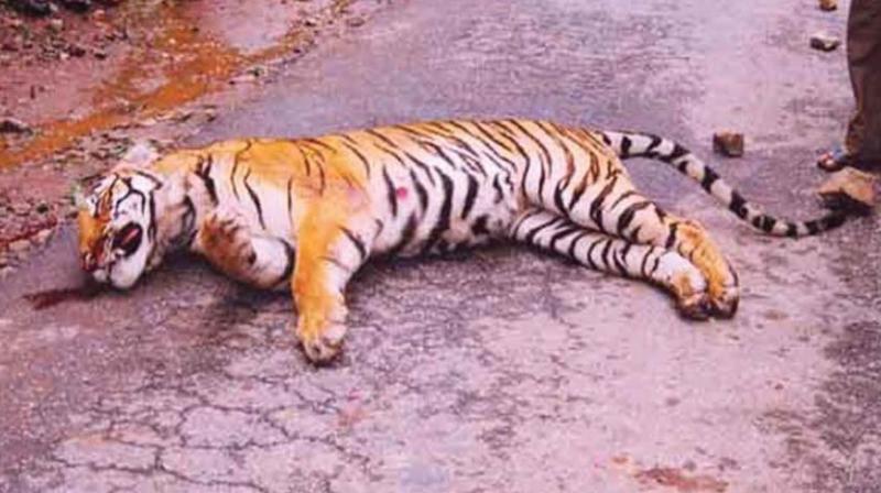 Tiger, tiger burning bright... but not in Karnataka