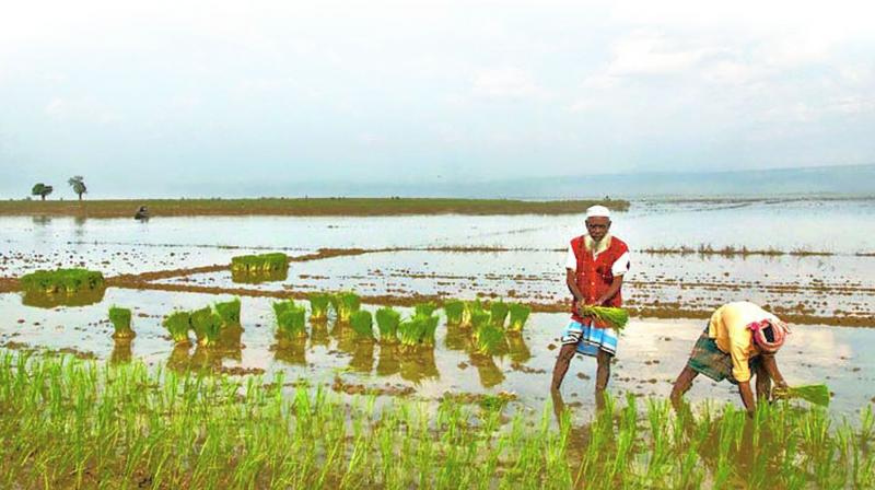 Hyderabad: Farmer to head debt relief panel