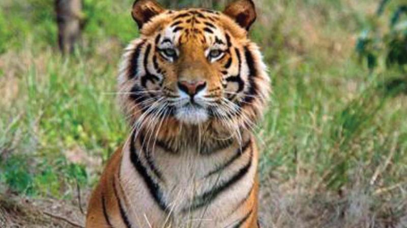 Society upset over hunting in Periyar Tiger Resrve